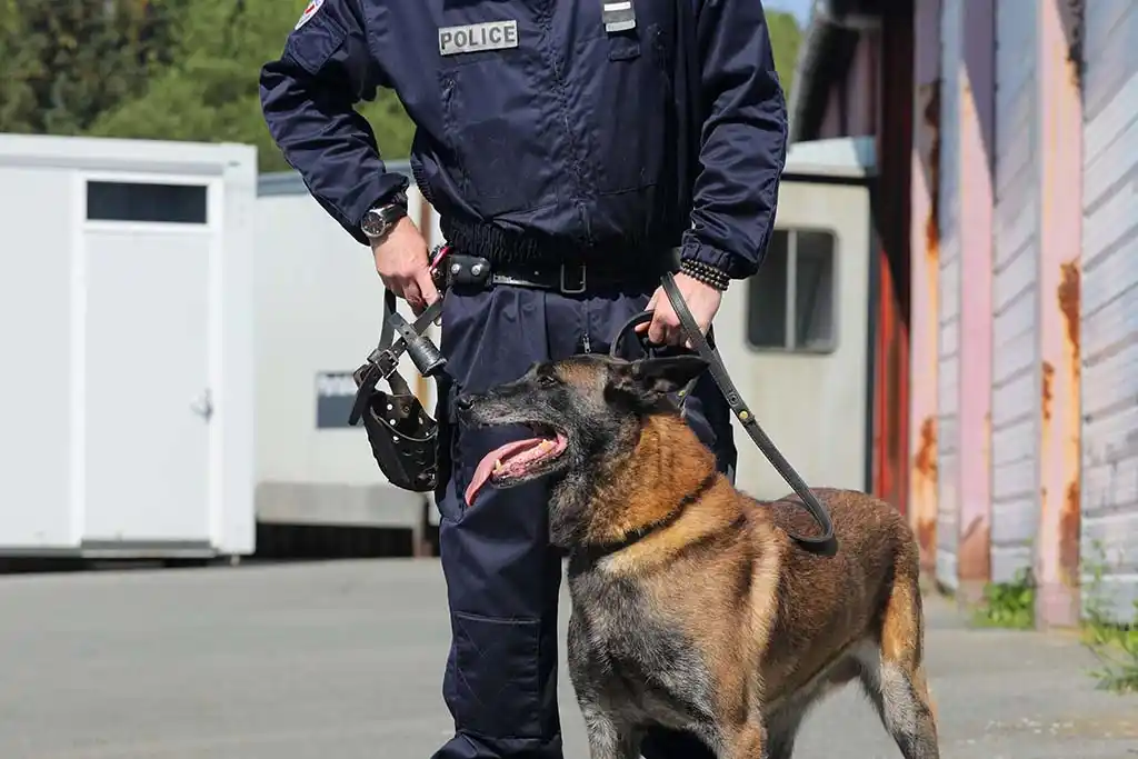 Amiens : Il caresse un chien stup des policiers... qui détecte de la drogue sur lui